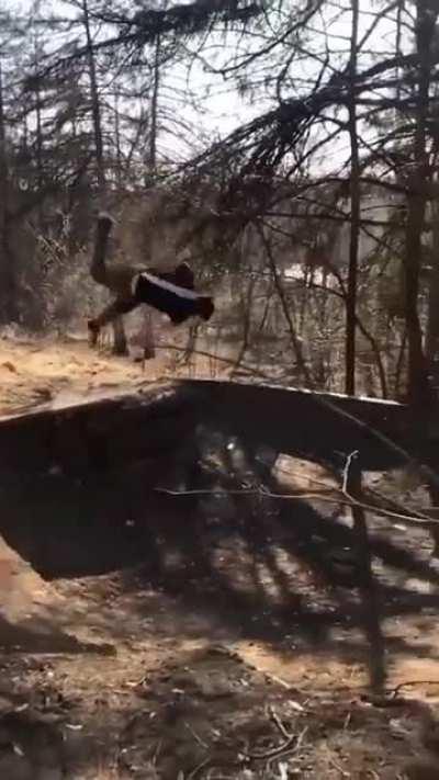 WCGW If I Jump Like That Whatcouldgowrong