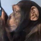 Ape using a smartphone