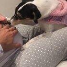 The dog is listening to the baby's heartbeat.