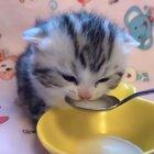 smol kittens drinking milk from smol spoon