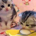 These kittens drinking milk.