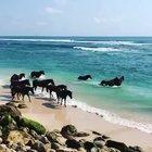 🔥 Wild horses enjoy the ocean