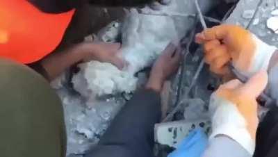 In the earthquake in Turkiye, the dog was rescued after 61 hours.