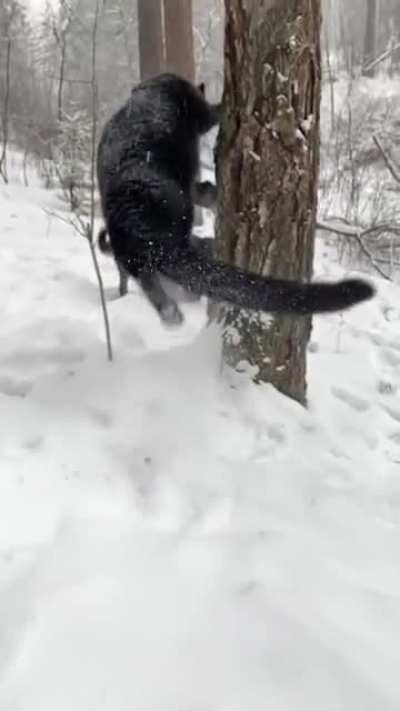 🔥 The agility of this Black Panther