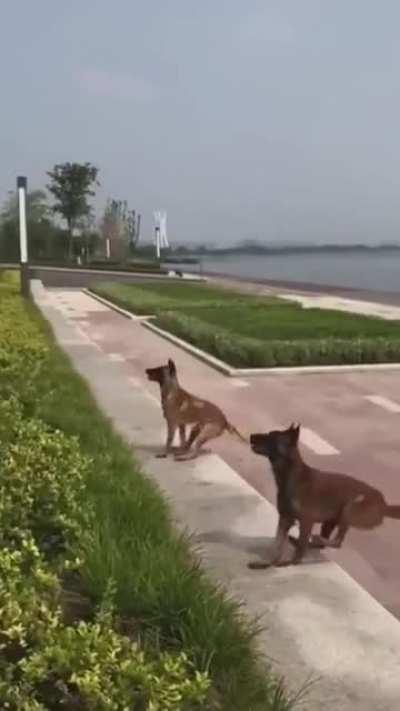 Double jump of 2 good boys