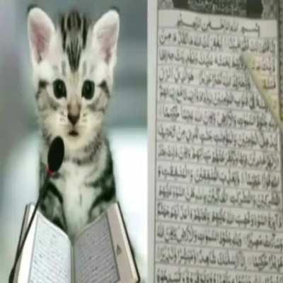 halal cat