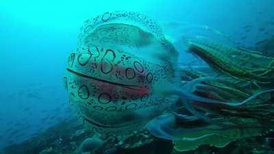 The Chirodectes (an incredibly rare genus of box jellyfish) seen just twice, this is the only known footage to exist. 1st post more details.