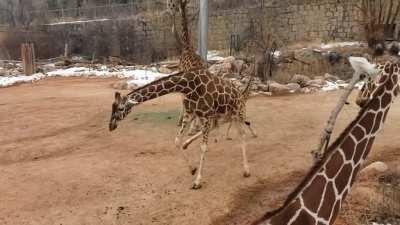 2 month old Giraffe zoomies got photobombed.