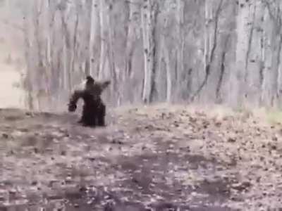 🔥 A dancing bear cub : bearsdoinghumanthings || [dd] redd...