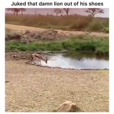 🔥 Deer outsmarts a lion