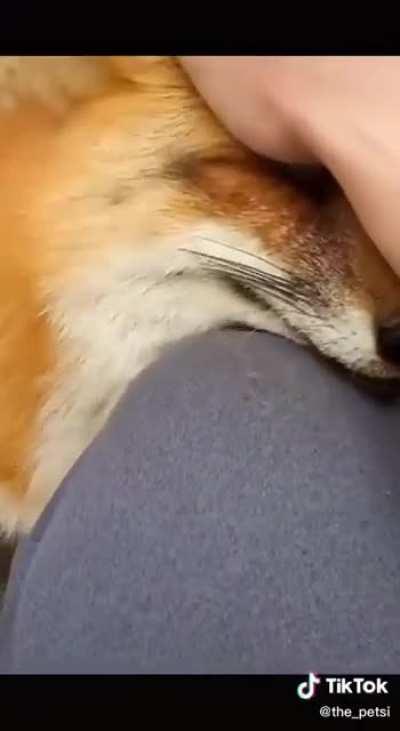 A Friendly Fox