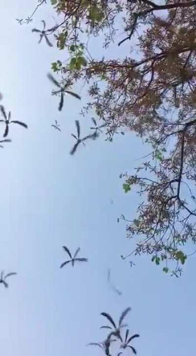 🔥 'Helicopter' seeds falling off a Maple Tree