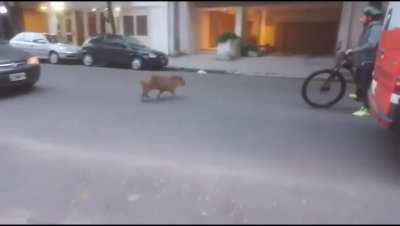 Apareció un carpincho deambulando por Recoleta