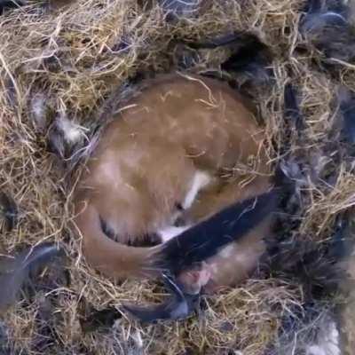 Timelapse of a Stoat sleeping for 17hrs. 