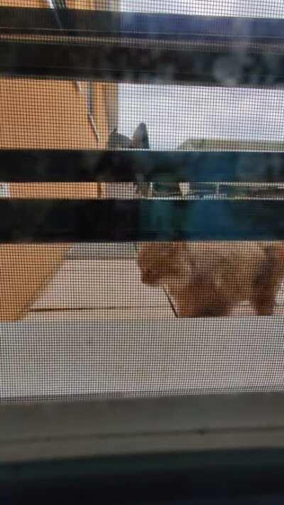 Each day when I open the blinds, the neighbor's cat is standing in front of the window within seconds