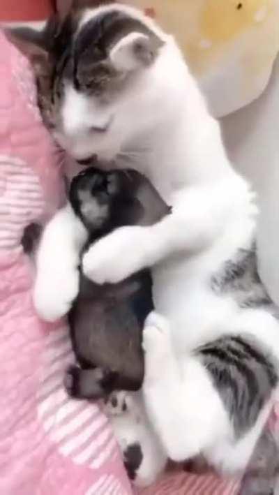 The babysitter looks after the baby