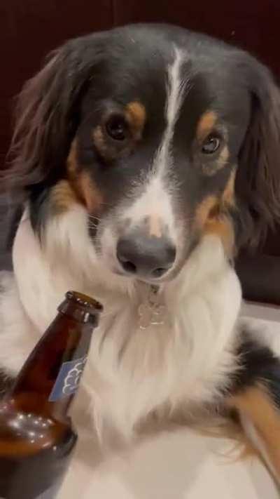 Doggo when he smells beer