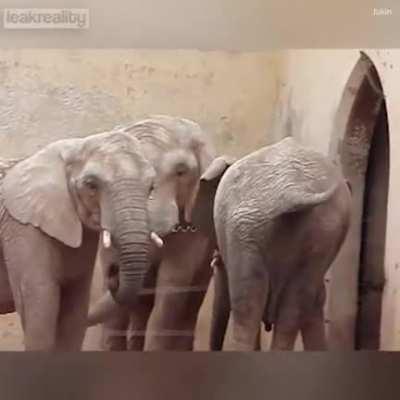 Elephant sticking its trunk up its friend’s booty