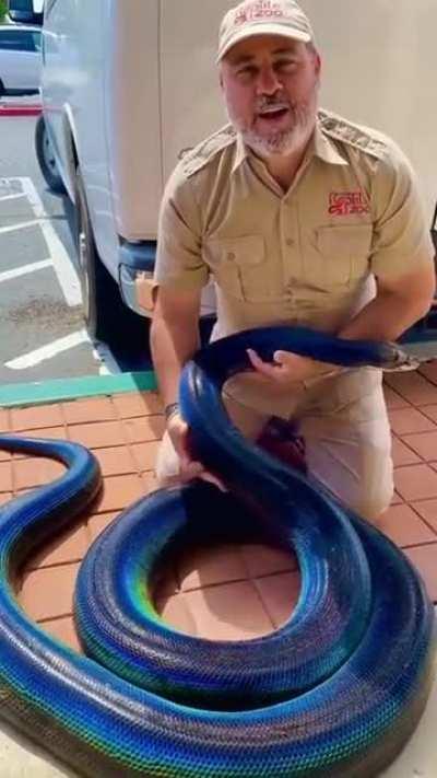 Crazy cool looking snake with a crazy cool owner