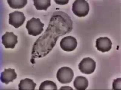 A white blood cell chasing and consuming bacteria