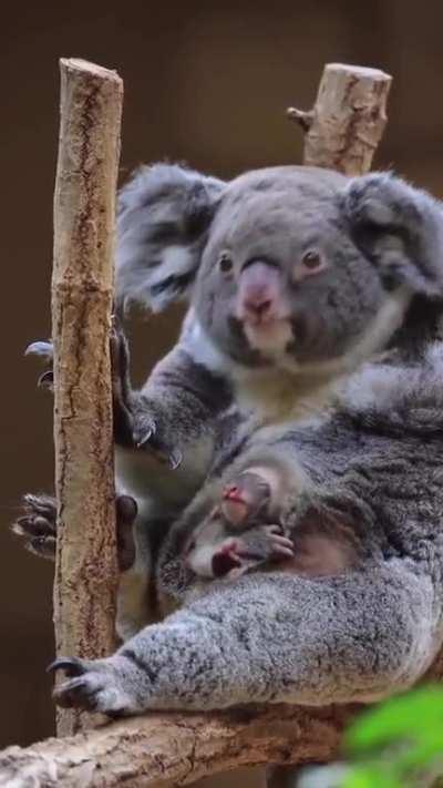 🔥 A baby Koala getting out of the pouch