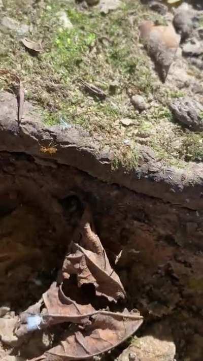 What are these fuzzy bois I saw on a hike?