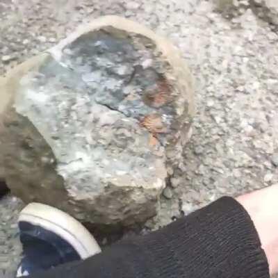 Guy finds a rock full of ACTUAL FOSSILS