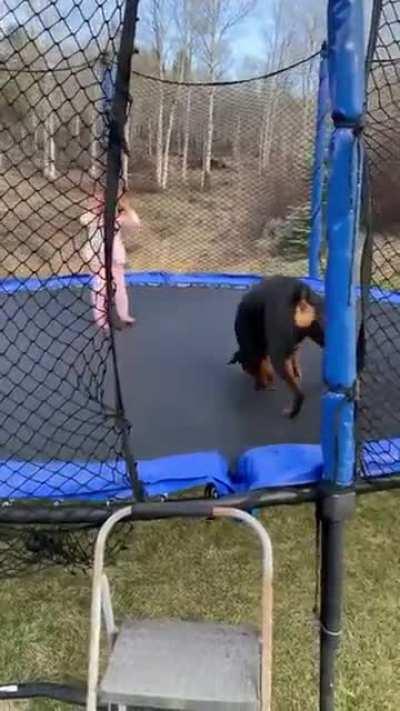 Dog enjoys trampoline time with toddler..