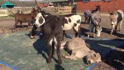 Donkeys mourn the loss of their friend.