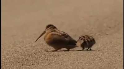 Woodcocks will often walk with a funny 'bob' that resembles a dance. It is thought that this motion causes worms to move around in the soil, making them more easily detectable.