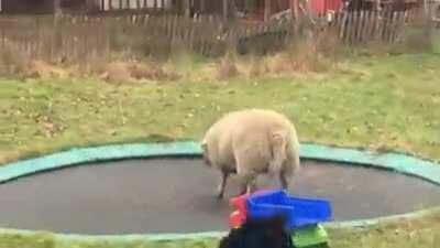 Yes this video of a sheep jumping on a trampoline has been shared here before but it’s time to look at it again