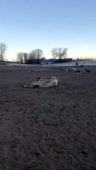 Dog Park Turns into Dog Race When Owner Brings Remote-Controlled Car