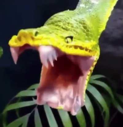 Emerald Tree Boa yawning