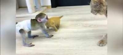 Baby monkey protect his friend.