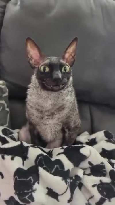 Wunkus watches you sleep at night