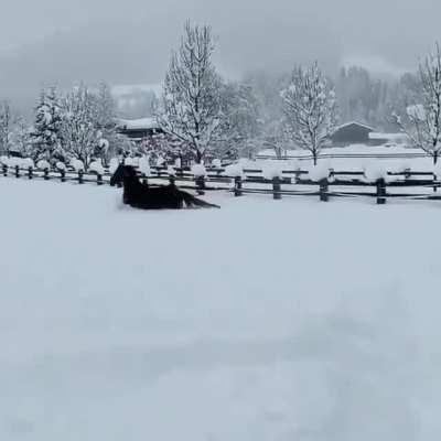 Horsing around in snow