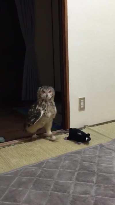 The intelligence of an owl when encountering a toy rat