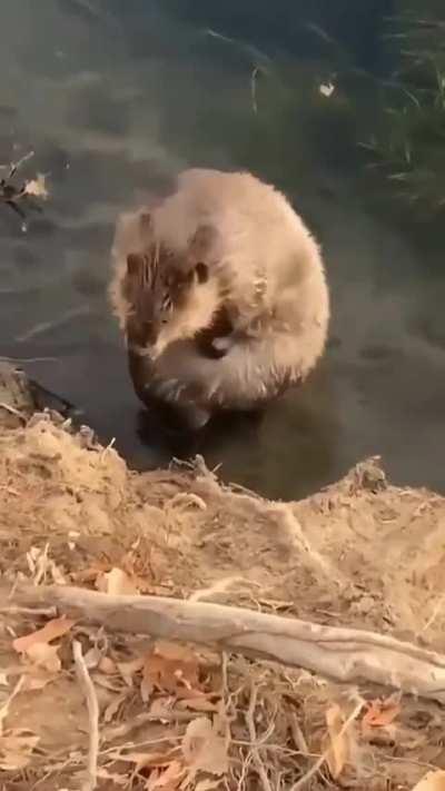 Beaver bath time