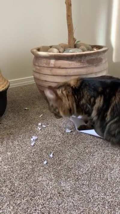 My cat ate my homework...