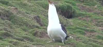 Seagull eats a rabbit whole