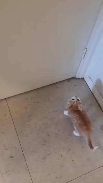 Furious kitten demands door to be opened for her.