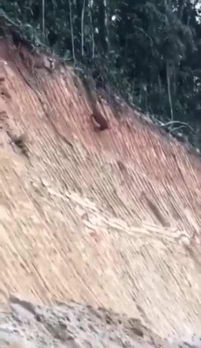 A deer climbing a near vertical embankment with ease