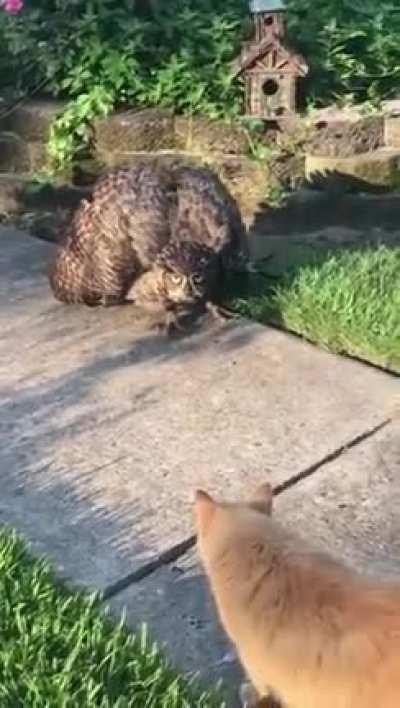 An Owl meets a Kitty