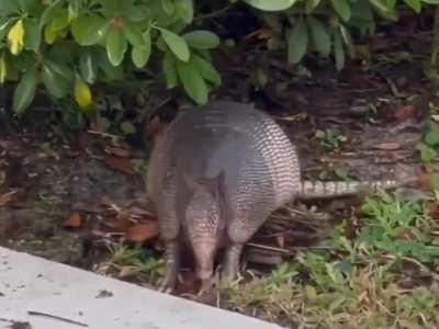 This is how Armadillos collect leaf litter which they use to build nests inside their burrows