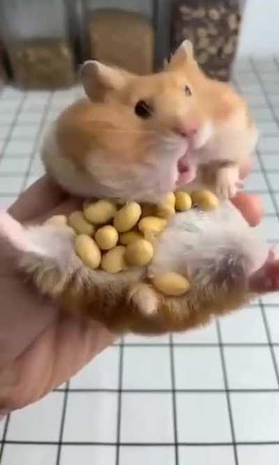 The never ending amount of peanuts in cheek pouches of this hamster