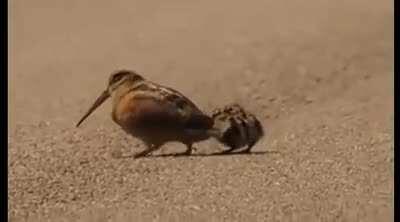 American woodcock luring worms