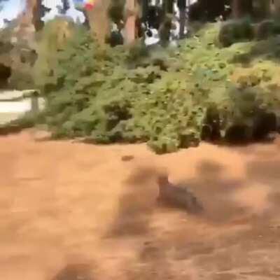 frenchie plays with a beach ball