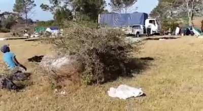 WCGW trying to jump a thorn bush