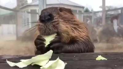 Studies show that watching a beaver eat cabbage lowers stress by 17%