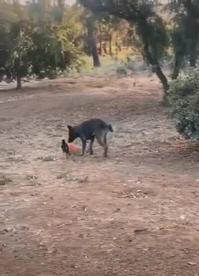 Crow and Doggo are friends!